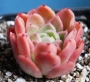 Ешеверия (Echeveria sp)
