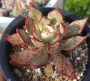 Ешеверия (Echeveria strictiflora v nova, 스트릭트플로라 sp)