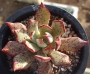 Ешеверия (Echeveria strictiflora v nova, 스트릭트플로라 sp)