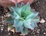Ешеверия (Echeveria subrigida)