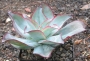 Ешеверия (Echeveria subrigida)