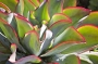 Ешеверия (Echeveria subrigida)