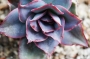 Ешеверия (Echeveria subrigida)