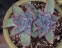 Ешеверия (Echeveria subrigida)