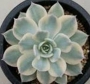 Ешеверия (Echeveria subsessilis f. variegata)