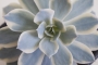 Ешеверия (Echeveria subsessilis f. variegata)