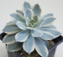 Ешеверия (Echeveria subsessilis f. variegata)