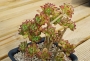 Ешеверия (Echeveria supia 酥皮鸭合并)