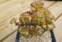 Ешеверия (Echeveria supia 酥皮鸭合并)