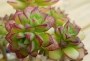 Ешеверия (Echeveria supia 酥皮鸭合并)