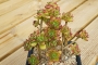 Ешеверия (Echeveria supia 酥皮鸭合并)
