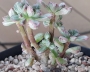 Ешеверия (Echeveria supia 酥皮鸭錦 自然群生)