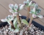 Ешеверия (Echeveria supia 酥皮鸭錦 自然群生)