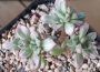 Ешеверия (Echeveria supia 酥皮鸭錦 自然群生)