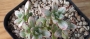 Ешеверия (Echeveria supia 酥皮鸭錦 自然群生)