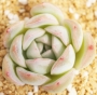 Ешеверия (Echeveria Suryun)