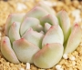 Ешеверия (Echeveria Suryun)