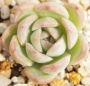 Ешеверия (Echeveria Suryun)