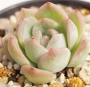 Ешеверия (Echeveria Suryun)
