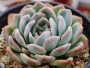Ешеверия (Echeveria Suryun)