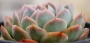 Ешеверия (Echeveria Suryun)