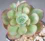 Ешеверия (Echeveria Suyon)