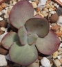 Ешеверия (Echeveria Suyon)