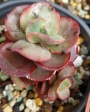 Ешеверия (ECHEVERIA SUYON VARIEGATED)