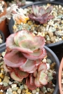 Ешеверия (ECHEVERIA SUYON VARIEGATED)