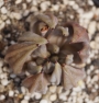 Ешеверия (Echeveria unguiculata)