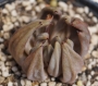 Ешеверия (Echeveria unguiculata)