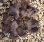 Ешеверия (Echeveria unguiculata)