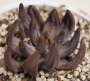 Ешеверия (Echeveria unguiculata)