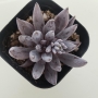 Ешеверия (Echeveria unguiculata)