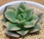 Ешеверия (Echeveria variegated Nicsana エケベリア ニクサーナ錦)