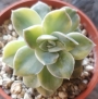 Ешеверия (Echeveria variegated Nicsana エケベリア ニクサーナ錦)