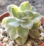 Ешеверия (Echeveria variegated Nicsana エケベリア ニクサーナ錦)