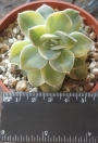 Ешеверия (Echeveria variegated Nicsana エケベリア ニクサーナ錦)