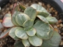 Ешеверия (ECHEVERIA SUYON VARIEGATED)
