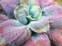 Ешеверия (Echeveria x Barbillion)