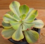 Ешеверия (Echeveria Blue Waves variegated, 앙팡금)