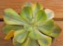 Ешеверия (Echeveria Blue Waves variegated, 앙팡금)