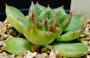 Ешеверия (Echeveria, 이브금)