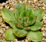Ешеверия (Echeveria, 이브금)