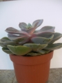 Ешеверия (Echeveria Perle von Nurnberg)