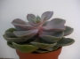 Ешеверия (Echeveria Perle von Nurnberg)