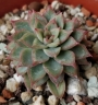 Ешеверия Мебина (Echeveria Mebina)