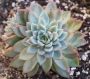 Ешеверия Мебина (Echeveria Mebina)