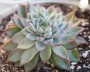 Ешеверия Мебина (Echeveria Mebina)