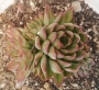 Ешеверия Мебина (Echeveria Mebina)